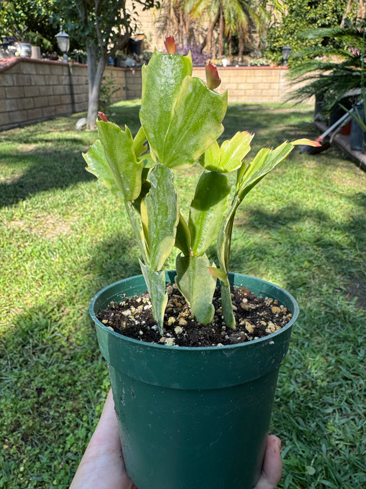 Variegated Christmas 4 inch
