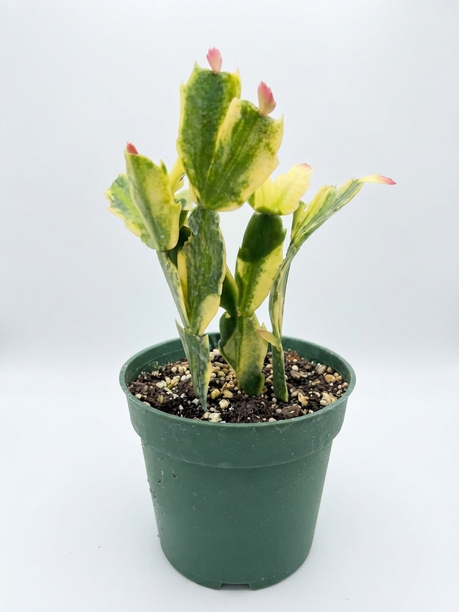 Variegated Christmas 4 inch
